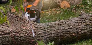 Organic Lawn Care Solutions in Champaign, IL
